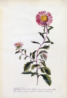 Aster, c. 1743 (hand coloured engraving). Creator: "Georg Dionysius Ehret (1710 - 70); Ehret, Georg Dionysius (1710-1770)".