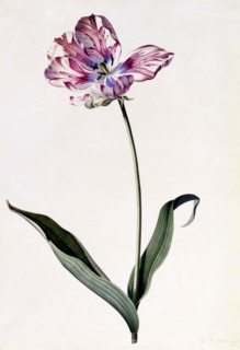 Tulip, c. 1745 (hand coloured engraving). Creator: "Georg Dionysius Ehret (1710 - 70); Ehret, Georg Dionysius (1710-1770)".