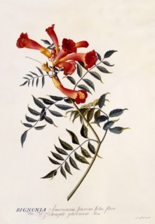 Bignonia Americana, c. 1743 (hand coloured engraving). Creator: "Georg Dionysius Ehret (1710 - 70); Ehret, Georg Dionysius (1710-1770)".
