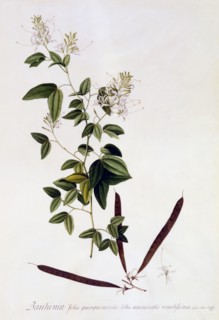 Bauhinia, c. 1745 (hand coloured engraving). Creator: "Georg Dionysius Ehret (1710 - 70); Ehret, Georg Dionysius (1710-1770)".