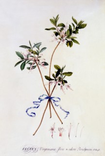 Cistus Virginiana, c. 1743 (hand coloured engraving). Creator: "Georg Dionysius Ehret (1710 - 70); Ehret, Georg Dionysius (1710-1770)".