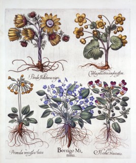 Ipheion 'Rolf Fiedler' Spring Starflower, Marsh Marigold, Pseudo Helleborus, Viola Tricolor and Cows