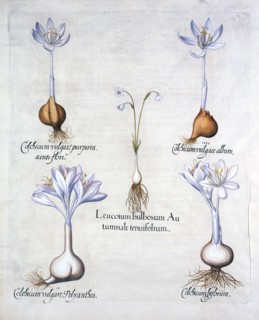 Autumn Snowflake and Meadow Saffrons, from 'Hortus Eystettensis', by Basil Besler (1561-1629), pub.