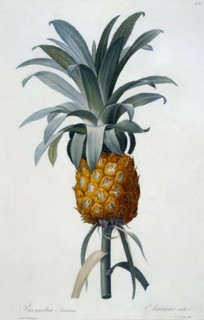 Bromelia Ananas.