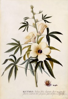 Ketmia, c. 1742 (hand coloured engraving). Creator: "Georg Dionysius Ehret (1710 - 70); Ehret, Georg Dionysius (1710-1770)".