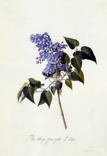 The deep-purple Lilac. Creator: "Georg Dionysius Ehret (1710 - 70); Ehret, Georg Dionysius (1710-1770)".