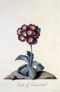Auricula "Duke of Cumberland" c. 1743 (hand coloured engraving). Creator: "Georg Dionysius Ehret (1710 - 70); Ehret, Georg Dionysius (1710-1770)".