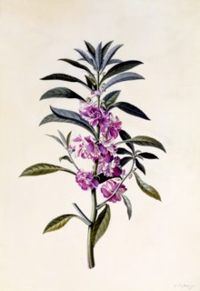 Garden Balsam (Impatiens Balsamina), c. 1746 (hand coloured engraving). Creator: "Georg Dionysius Ehret (1710 - 70); Ehret, Georg Dionysius (1710-1770)".