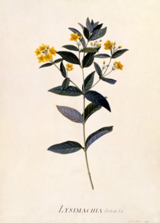 Yellow Loosestrife, c 1760 (hand coloured engraving). Creator: "Georg Dionysius Ehret (1710 - 70); Ehret, Georg Dionysius (1710-1770)".