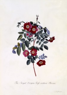 The Royal Virgin Rose without Thorns,c. 1745 (hand coloured engraving). Creator: "Georg Dionysius Ehret (1710 - 70); Ehret, Georg Dionysius (1710-1770)".