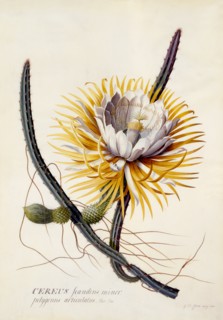 Cereus (Queen of the Night), c. 1744 (hand coloured engraving). Creator: "Georg Dionysius Ehret (1710 - 70); Ehret, Georg Dionysius (1710-1770)".