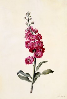 Stock (Matthiola Incana), c. 1746 (hand coloured engraving). Creator: "Georg Dionysius Ehret (1710 - 70); Ehret, Georg Dionysius (1710-1770)".