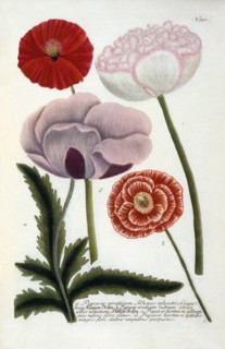 Papaver, 1737 (hand coloured engraving). Creator: "Georg Dionysius Ehret (1710 - 70); Ehret, Georg Dionysius (1710-1770)".