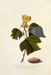 The Virginian Tulip Tree, c. 1743 (hand coloured engraving). Creator: "Georg Dionysius Ehret (1710 - 70); Ehret, Georg Dionysius (1710-1770)".