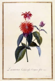 Oswego Tea Plant, c 1740 (hand coloured engraving). Creator: "Georg Dionysius Ehret (1710 - 70); Ehret, Georg Dionysius (1710-1770)".
