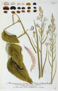 Phalangium, 1737 (hand coloured engraving). Creator: "Georg Dionysius Ehret (1710 - 70); Ehret, Georg Dionysius (1710-1770)".