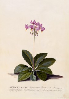 Aricula Ursi (Shooting Star), c. 1744 (hand coloured engraving). Creator: "Georg Dionysius Ehret (1710 - 70); Ehret, Georg Dionysius (1710-1770)".