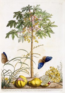 Papaya, c. 1748 (hand coloured engraving). Creator: "Georg Dionysius Ehret (1710 - 70); Ehret, Georg Dionysius (1710-1770)".
