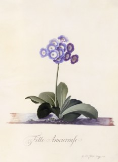 Garden Auricula  "Fille Amoureuse", c. 1743 (hand coloured engraving). Creator: "Georg Dionysius Ehret (1710 - 70); Ehret, Georg Dionysius (1710-1770)".
