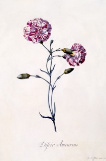 Difor Amourius (Carnation), c. 1745 (hand coloured engraving). Creator: "Georg Dionysius Ehret (1710 - 70); Ehret, Georg Dionysius (1710-1770)".