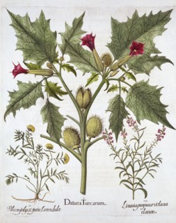 Thorn Apple, Germander and Purple Toadflax, from 'Hortus Eystettensis', by Basil Besler (1561-1629),