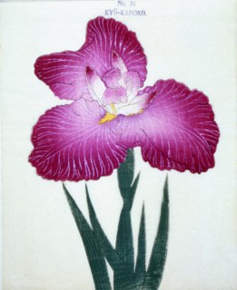 Kyo-Kanoko, No 24.