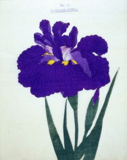 Komochi-Guma No. 14.