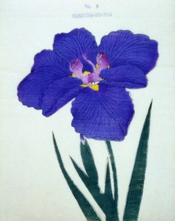 Gosetsu-No-Mai, No 9.