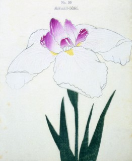 Miyako-Dore, No 50.