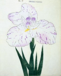Shokko-Nishiki, No. 48.