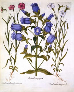 Canterbury Bells, and Corn Cockles, from 'Hortus Eystettensis', by Basil Besler (1561-1629), pub. 16