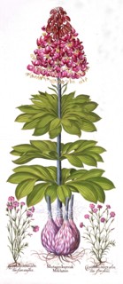 Turk's Cap Lily and Dianthus, from 'Hortus Eystettensis', by Basil Besler (1561-1629), pub. 1613 (ha