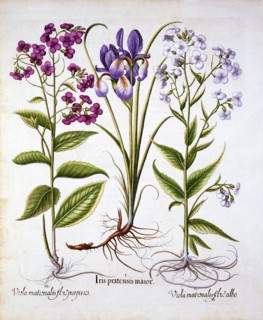 Dame's Violet and a Field Iris, from 'Hortus Eystettensis', by Basil Besler (1561-1629), pub. 1613 (