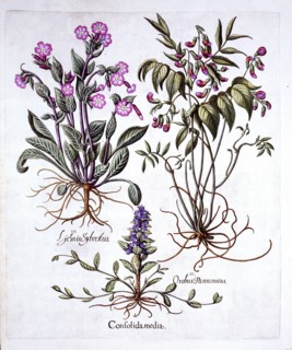 Creeping Bugle, Spring Vetch and Red Campion, from 'Hortus Eystettensis', by Basil Besler (1561-1629