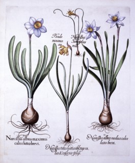 Various Narcissi, from 'Hortus Eystettensis', by Basil Besler (1561-1629), pub. 1613 (hand-coloured