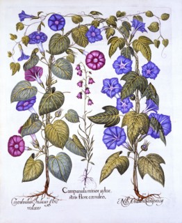 Harebell and Convovulus, from 'Hortus Eystettensis', by Basil Besler (1561-1629), pub. 1613 (hand-co