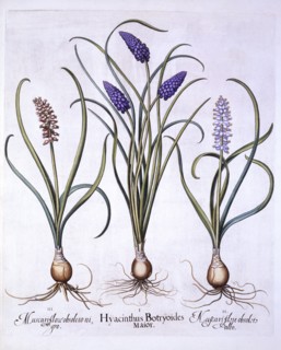 Grape Hyacinths, from 'Hortus Eystettensis', by Basil Besler (1561-1629), pub. 1613 (hand-coloured e