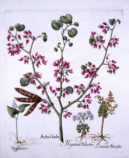 Judas Tree, May Lily, Moonwort, Liverwort, from 'Hortus Eystettensis', by Basil Besler (1561-1629),