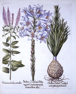 Sultan Zambach Lily and Bulb, Veronica, from 'Hortus Eystettensis', by Basil Besler (1561-1629), pub