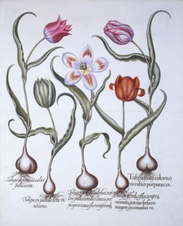 Varieties of Tulip, from 'Hortus Eystettensis', by Basil Besler (1561-1629), pub. 1613 (hand-coloure