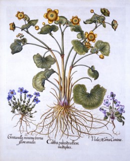 Marsh Marigold, March Violet and Spring Gentian, from 'Hortus Eystettensis', by Basil Besler (1561-1
