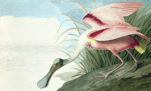Roseate Spoonbill,  Platalea Ajaja, 1845.