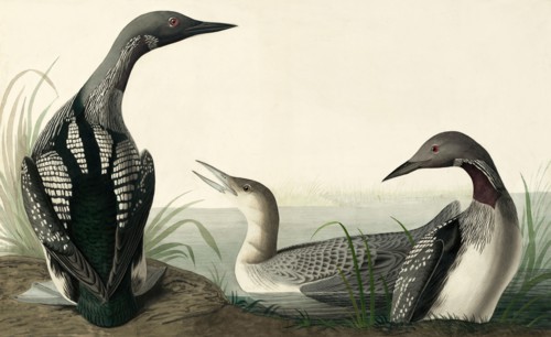 Black-throated Diver, Colymbus Arcticus, 1845.