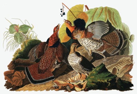 Ruffed Grouse, Tetrao Umbellus, 1845.