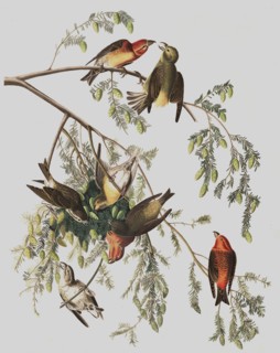 Red Crossbill, Loxia Curvirostra, 1845.