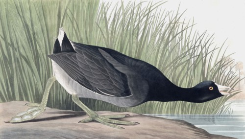 American Coot, Fulica Americana, 1845.
