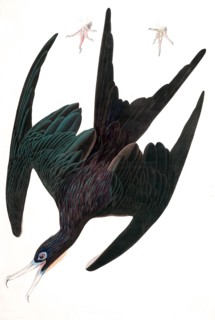 Frigate Pelican,  Tachypetes Aquilis, 1845.