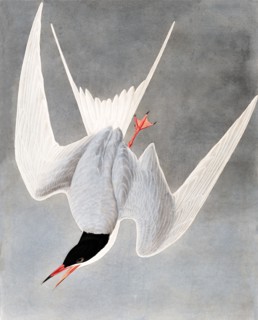Great Tern, Sterna Hirundo, 1845.
