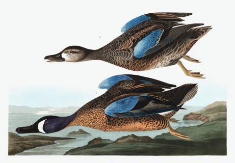 Blue  Winged Teal,  Anas Discors, 1845.