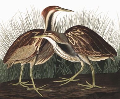 American Bittern, Botaurus Lentiginosus, 1845.